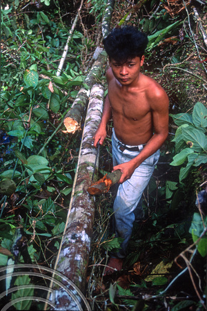 T03773. Cutting bark to make loincloths. Siberut. Mentawai Islands. Indonesia. 19th June 1992.