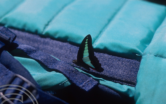 T03894. Butterfly on my rucsac. Maninjau. West Sumatra. Indonesia. 26th June 1992