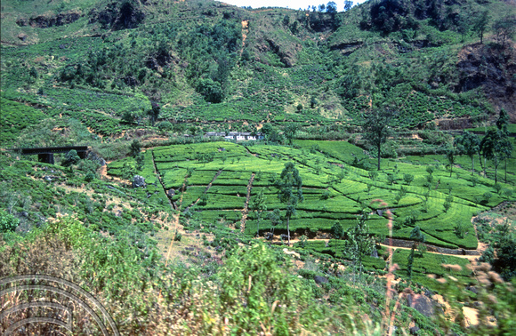 T03201. Tea plantations from the train to Haputale. Hill country. Sri Lanka. February 1992.