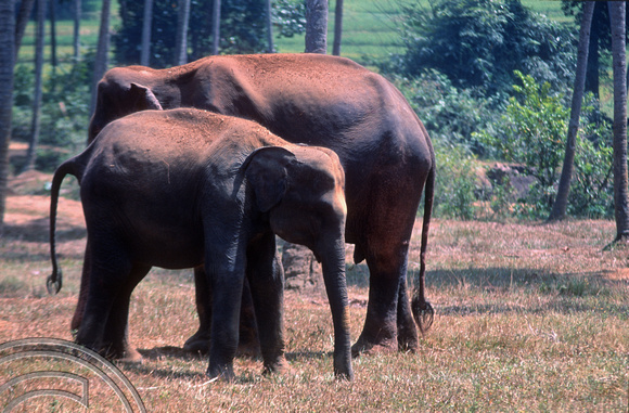T03163. Elephant orphanage. Pinnewala. Sri Lanka. February 1992.