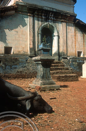 T03069. Laid-back water buffalo. Pernem. Goa. India. December 1991.