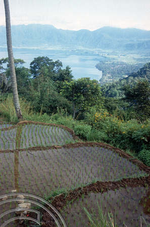 T03886. Looking down on the lake through rice paddies. Maninjau. West Sumatra. Indonesia. 26th June 1992