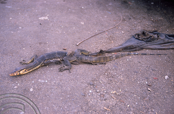 T04063. Pet lizard. Moni. Flores. Indonesia. 6th September 1992