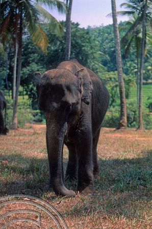 T03164. Elephant orphanage. Pinnewala. Sri Lanka. February 1992.