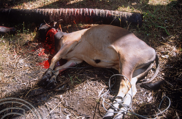 T03687. Slaughtered cow. Meninjau. West Sumatra. Indonesia.  11th June 1992