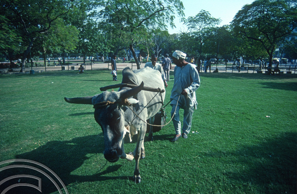 T02926. Ox-powered lawnmower. Connaught Place. Delhi. India. 24th October 1991