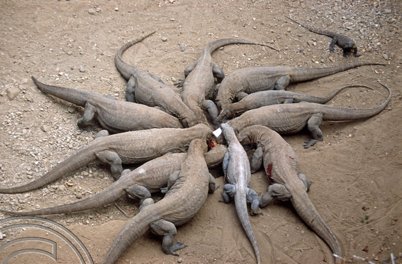 T04045. Feeding Komodo dragons. Komodo. Indonesia. 2nd September 1992