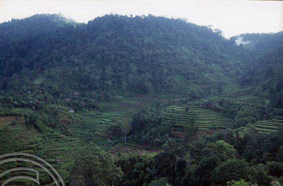 T03876. Terraces around the lake. Maninjau. West Sumatra. Indonesia. 26th June 1992