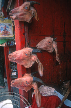 T03378. Goats heads in a butchers. Kathmandu. Nepal. March 1992