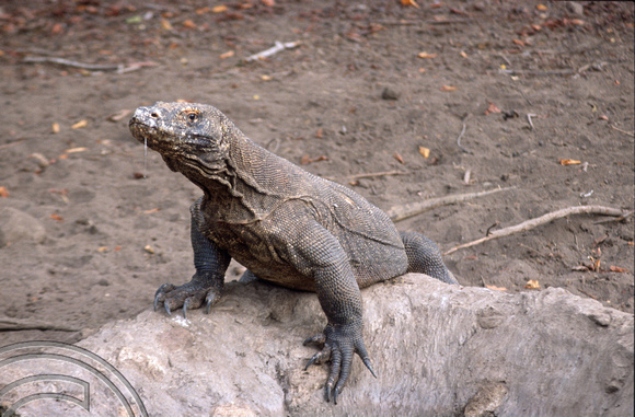 T04029. Komodo dragon. Komodo. Indonesia. 2nd September 1992.