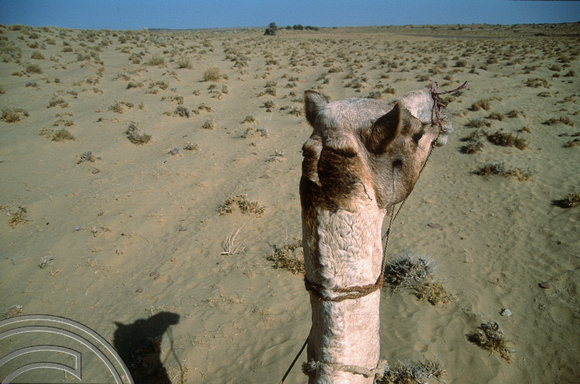 T03011. Riding a camel. Thar desert. Rajasthan. India. November 1991