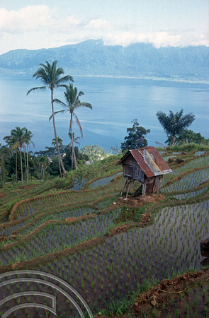 T03882. Looking down on the lake. Maninjau. West Sumatra. Indonesia. 26th June 1992