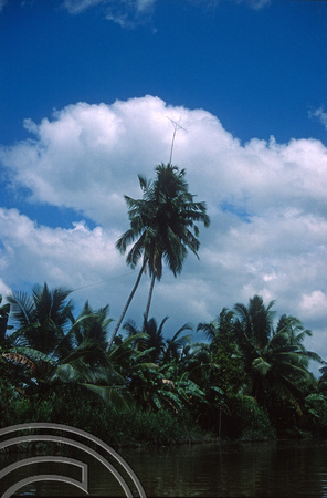 T03824. TV aerial in a coconut palm. Mentawai Islands. Indonesia. 22nd June 1992