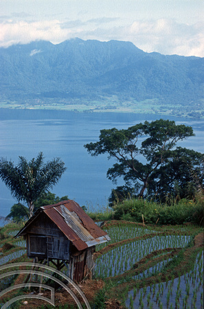 T03884. Looking down on the lake. Maninjau. West Sumatra. Indonesia. 26th June 1992