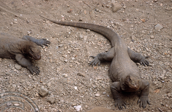 T04037. Komodo dragons. Komodo. Indonesia. 2nd September 1992
