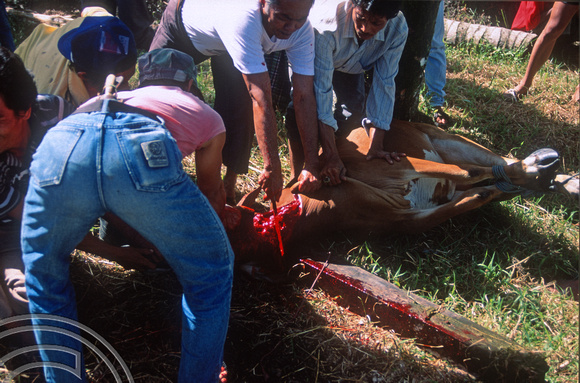T03693. Slaughtering a cow. Meninjau. West Sumatra. Indonesia.  11th June 1992