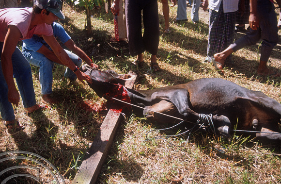 T03689. Slaughtering a cow. Meninjau. West Sumatra. Indonesia.  11th June 1992