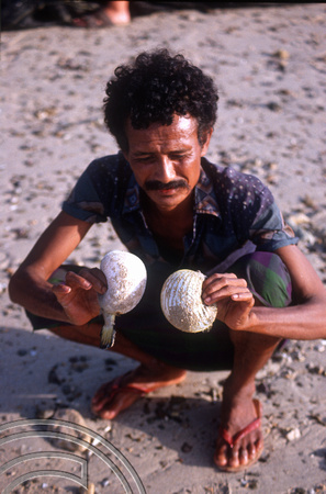 T04123. Puffer fish. Semau Island. Timor. Indonesia. 14th September 1992