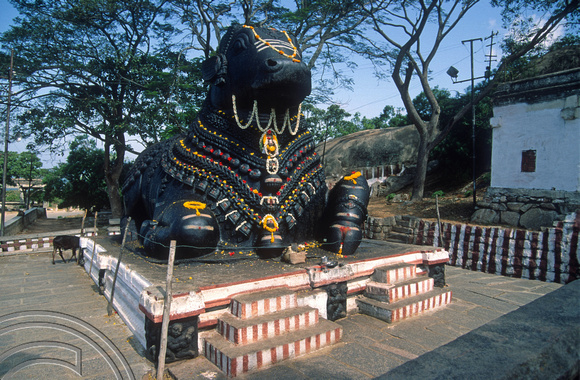 T03093. Nandi statue. Chamundi Hill. Mysore. Karnataka. India. December 1991.