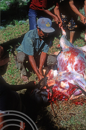 T03696. Slaughtering a cow. Meninjau. West Sumatra. Indonesia.  11th June 1992