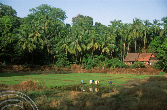 T03045. Women planting rice. Arambol. Goa. India. November 1991