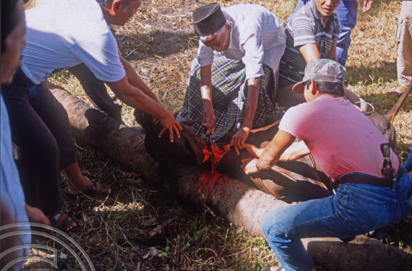T03686. Slaughtering a cow. Meninjau. West Sumatra. Indonesia.  11th June 1992