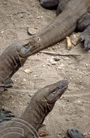 T04039. Komodo dragons. Komodo. Indonesia. 2nd September 1992
