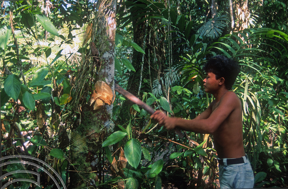 T03772. Cutting bark to make loincloths. Siberut. Mentawai Islands. Indonesia. 19th June 1992.