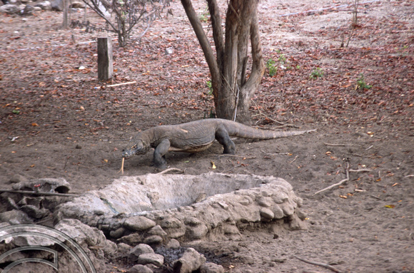 T04025. Komodo dragon. Komodo. Indonesia. 2nd September 1992