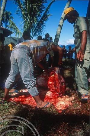 T03707. Butchering a carcass. Meninjau. West Sumatra. Indonesia.  11th June 1992
