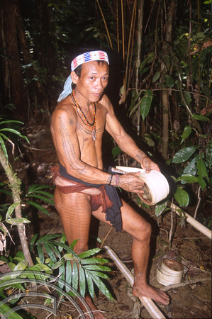 T03768. Cutting bark for bowstrings. Siberut. Mentawai Islands. Indonesia. 18th June 1992