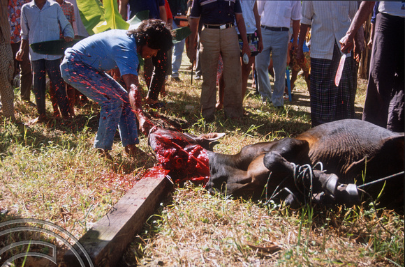 T03692. Blood spurting from a slaughted cow. Meninjau. West Sumatra. Indonesia.  11th June 1992