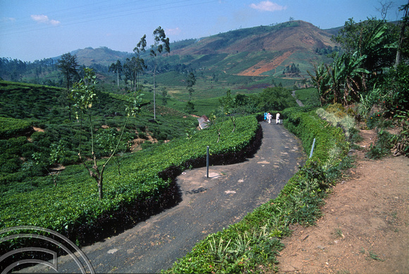 T03177. Tea plantations. Hill country. Sri Lanka. February 1992.