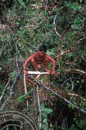 T03775. Cutting bark to make loincloths. Siberut. Mentawai Islands. Indonesia. 19th June 1992.