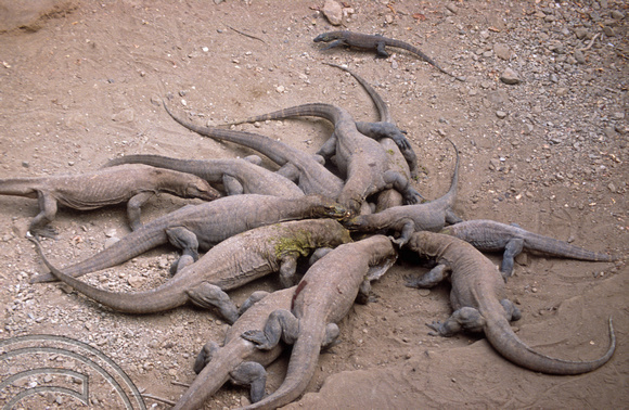 T04050. Feeding Komodo dragons. Komodo. Indonesia. 2nd September 1992