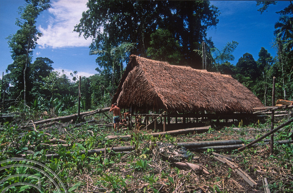 T03779. New house in a fresh clearing. Siberut. Mentawai Islands. Indonesia. 19th June 1992.