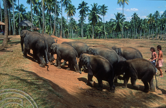 T03162. Elephant orphanage. Pinnewala. Sri Lanka. February 1992.
