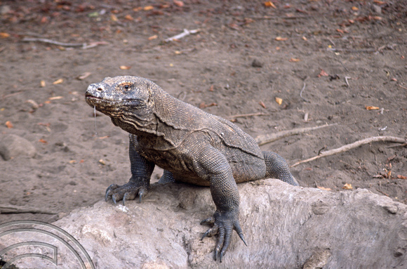 T04028. Komodo dragon. Komodo. Indonesia. 2nd September 1992.