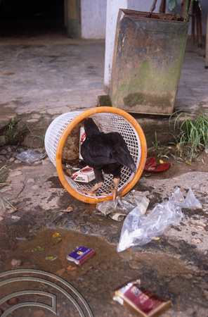 T03599. Chicken in a basket. Prapat. Samosir Island. Lake Toba. North Sumatra. Indonesia. 30th May 1992