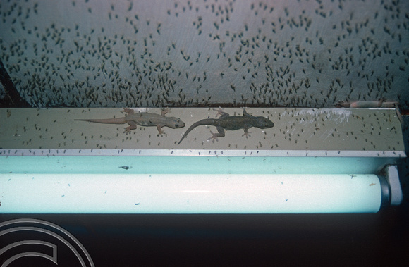 T03594. Geckos around a light. Tuk Tuk. Samosir Island. Lake Toba. North Sumatra. Indonesia. 23rd May 1992