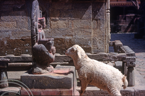 T03308. Shhep on a shrine. Changunarayan. Kathmandu Valley. Nepal. 14th March 1992