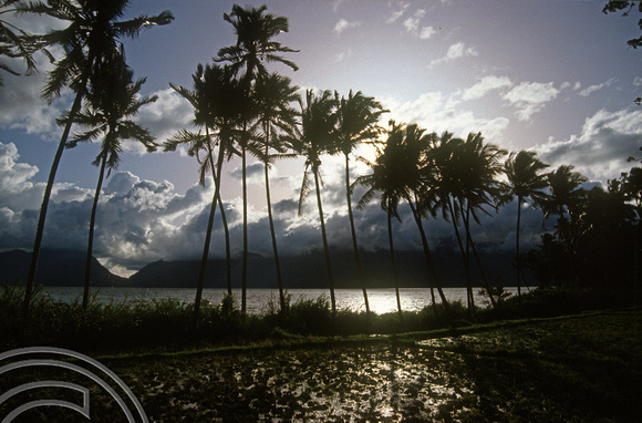 T03872. Palms on the edge of the lake. Maninjau. West Sumatra. Indonesia. 25th June 1992