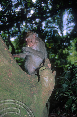 T03954. Monkey's in the forest. Ubud. Bali. Indonesia. 29th July 1992