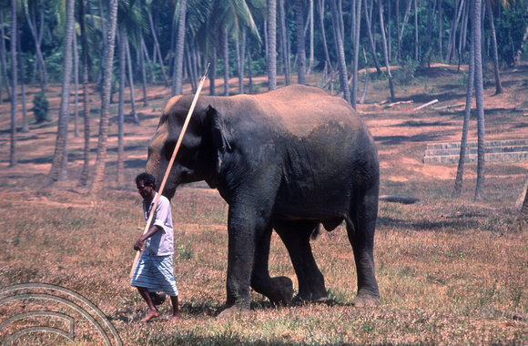 T03161. Elephant orphanage. Pinnewala. Sri Lanka. February 1992.