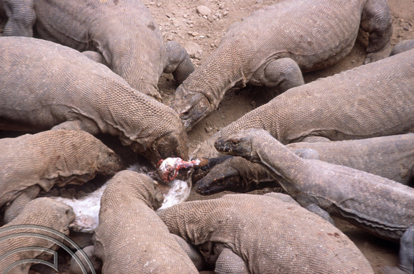 T04048. Feeding Komodo dragons. Komodo. Indonesia. 2nd September 1992