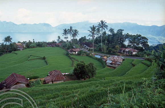T03878. Paddy fields around the lake. Maninjau. West Sumatra. Indonesia. 26th June 1992