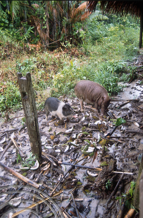 T03753. Pigs foraging under a house. Siberut. Mentawai Islands. Indonesia. June 1992