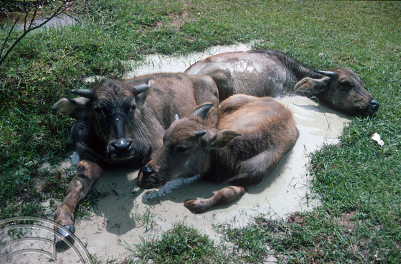 T03584. Water Buffalo wallowing. Tuk Tuk. North Sumatra. Indonesia. 22nd May 1992