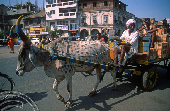 T03039. Painted cow pulling a cart. Ahmedabad. Gujarat. India. 12th November 1991