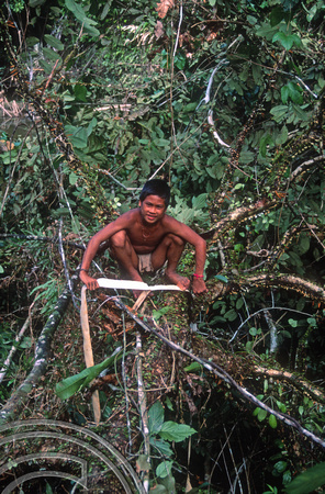 T03774. Cutting bark to make loincloths. Siberut. Mentawai Islands. Indonesia. 19th June 1992.